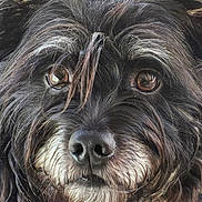 Moonpie is registered to the contest to win money with this photo: animal, black_fur, brown_eyes, canine, close_up, companion, cute, dog, face, fluffy, friendly, fur, looking, mammal, nature, outdoor, pet, portrait, snout, whiskers