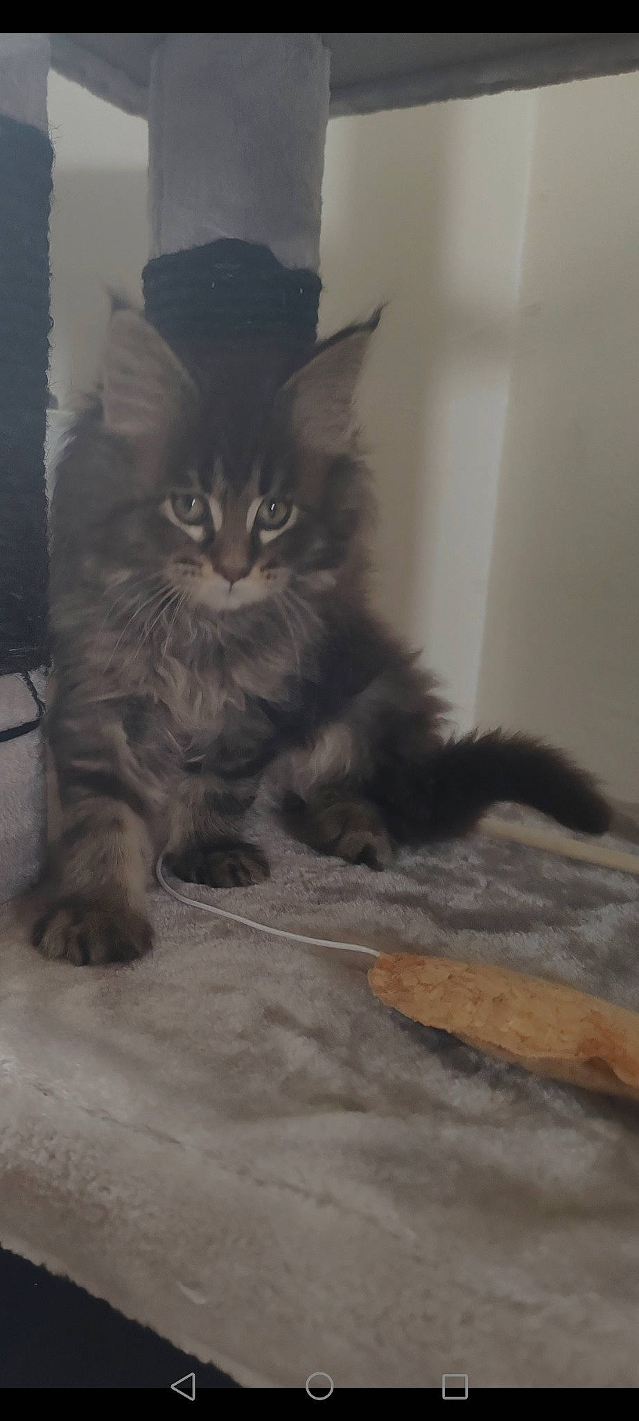 Winnie a rejoint le concours — aidez-le/la à gagner de superbes lots ! british_longhair, carnivore, cat, claw, domestic_short_haired_cat, felidae, floor, flooring, fur, grey, hardwood, maine_coon, monochrome_photography, paw, sitting, small_to_medium_sized_cats, snout, tail, whiskers, wood