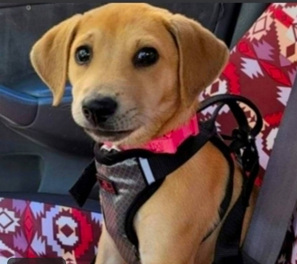 Nutella joined the competition — help win amazing prizes! adventure, canidae, carnivore, collar, companion_dog, dog, dog_breed, dog_clothes, dog_collar, dog_supply, fashion_accessory, fawn, leash, pet_supply, plant, snout, sporting_group, vehicle, whiskers, working_animal