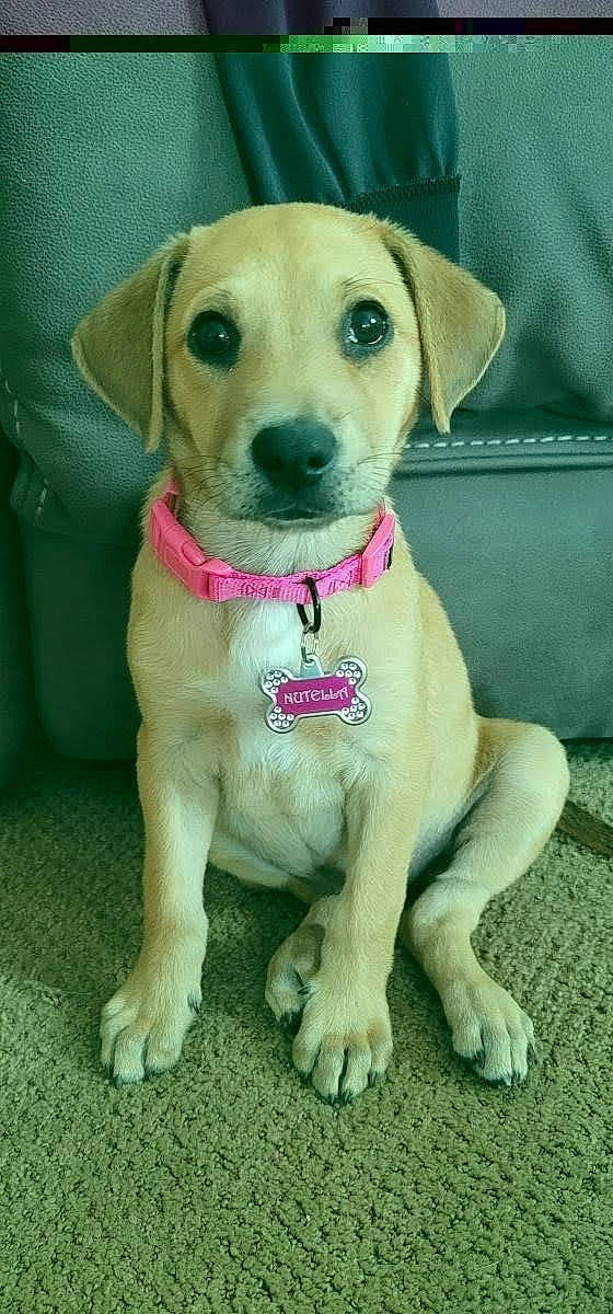 Nutella joined the competition — help win amazing prizes! canidae, carnivore, circle, collar, companion_dog, dog, dog_breed, dog_clothes, dog_collar, dog_supply, fawn, firefighter, fur, leash, liver, pet_supply, snout, sporting_group, whiskers, working_animal