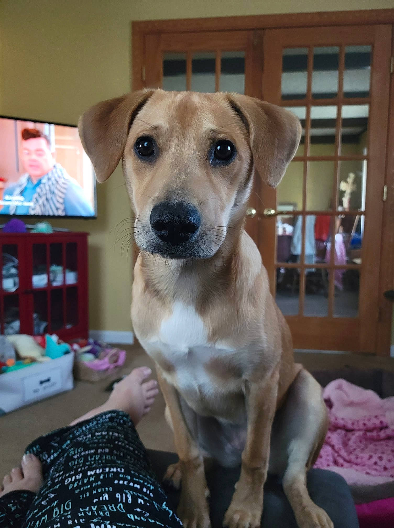 Nutella joined the competition — help win amazing prizes! bag, bookcase, canidae, carnivore, collar, companion_dog, dog, dog_breed, fawn, fur, luggage_and_bags, non_sporting_group, pattern, pet_supply, puppy, snout, sporting_group, whiskers, working_animal, working_dog