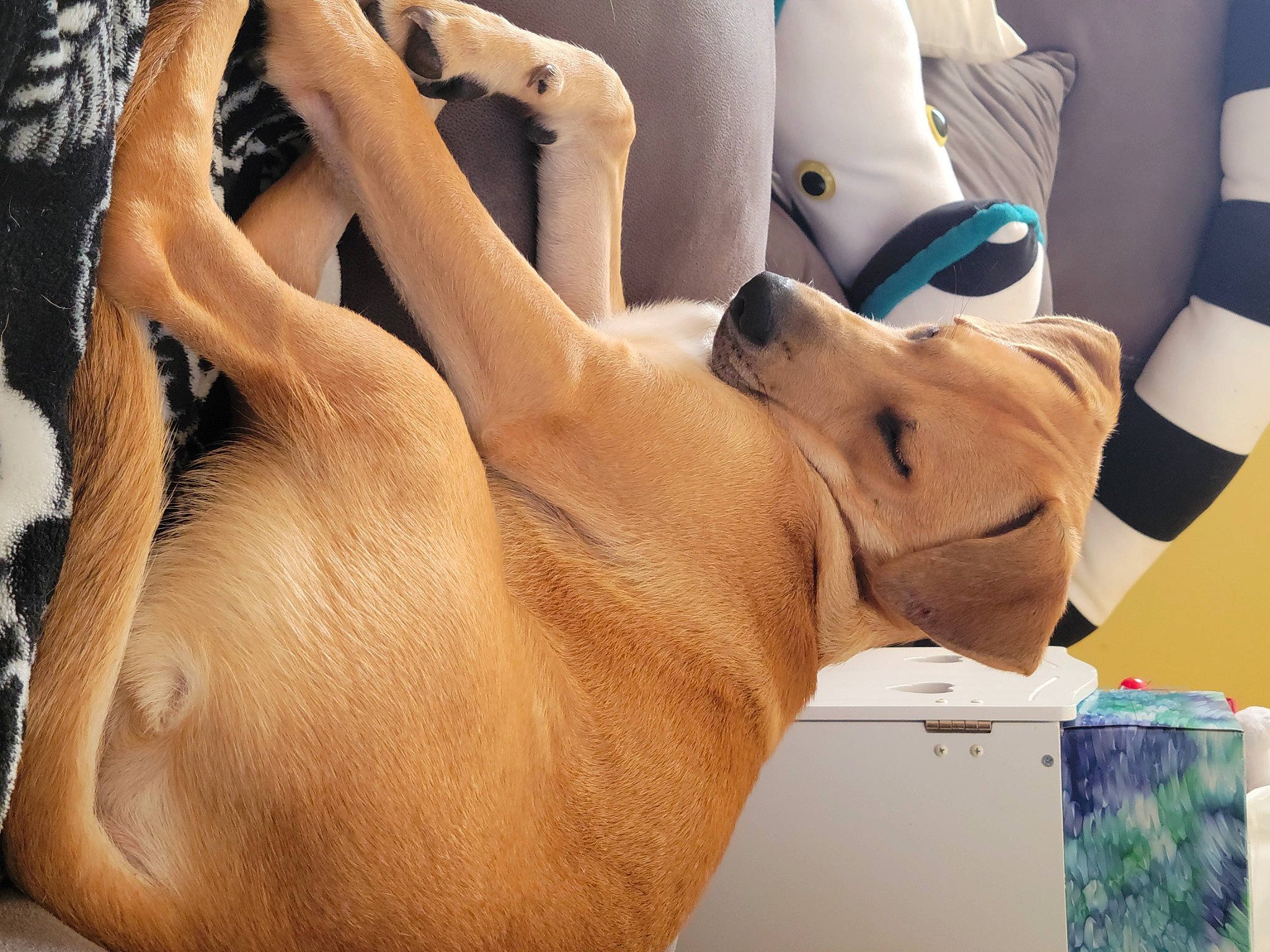 Nutella joined the competition — help win amazing prizes! abdomen, carnivore, chest, comfort, dog, dog_breed, fawn, finger, foot, gesture, human_body, human_leg, jaw, leg, nail, snout, thigh, trunk, working_animal, wrist