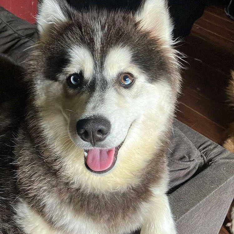 Roxie is registered to the contest to win money with this photo: animal, brown_eye, canine, closeup, companion, couch, dog, domestic, face, fluffy, friendly, fur, happy, heterochromia, husky, indoor, paws, pet, smiling, tongue_out