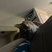 Lucy joined the competition — help win amazing prizes! cat, indoor, blanket, couch, fur, pet, relaxed, whiskers, face, animal, cozy, domestic, soft, feline, resting, home, curious, collar, painting, wall