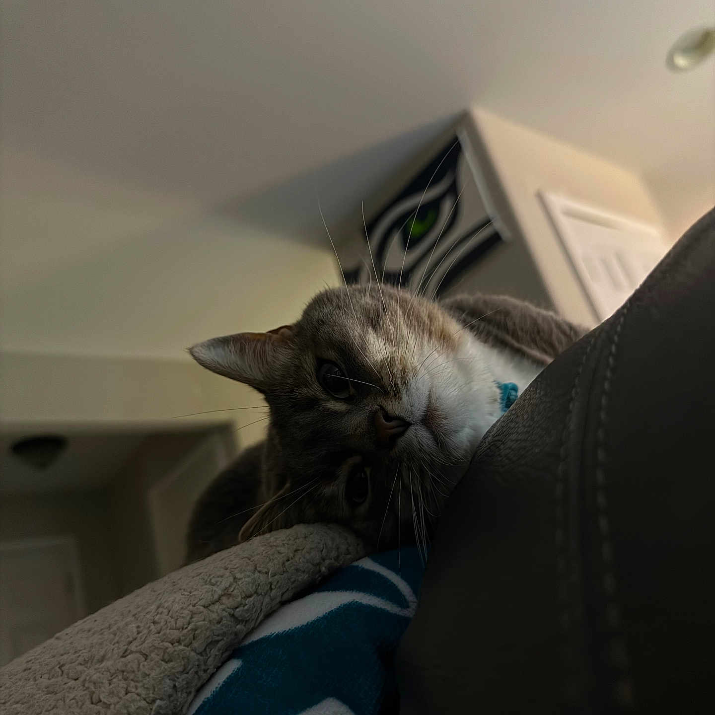Lucy joined the competition — help win amazing prizes! animal, blanket, cat, collar, couch, cozy, curious, domestic, face, feline, fur, home, indoor, painting, pet, relaxed, resting, soft, wall, whiskers