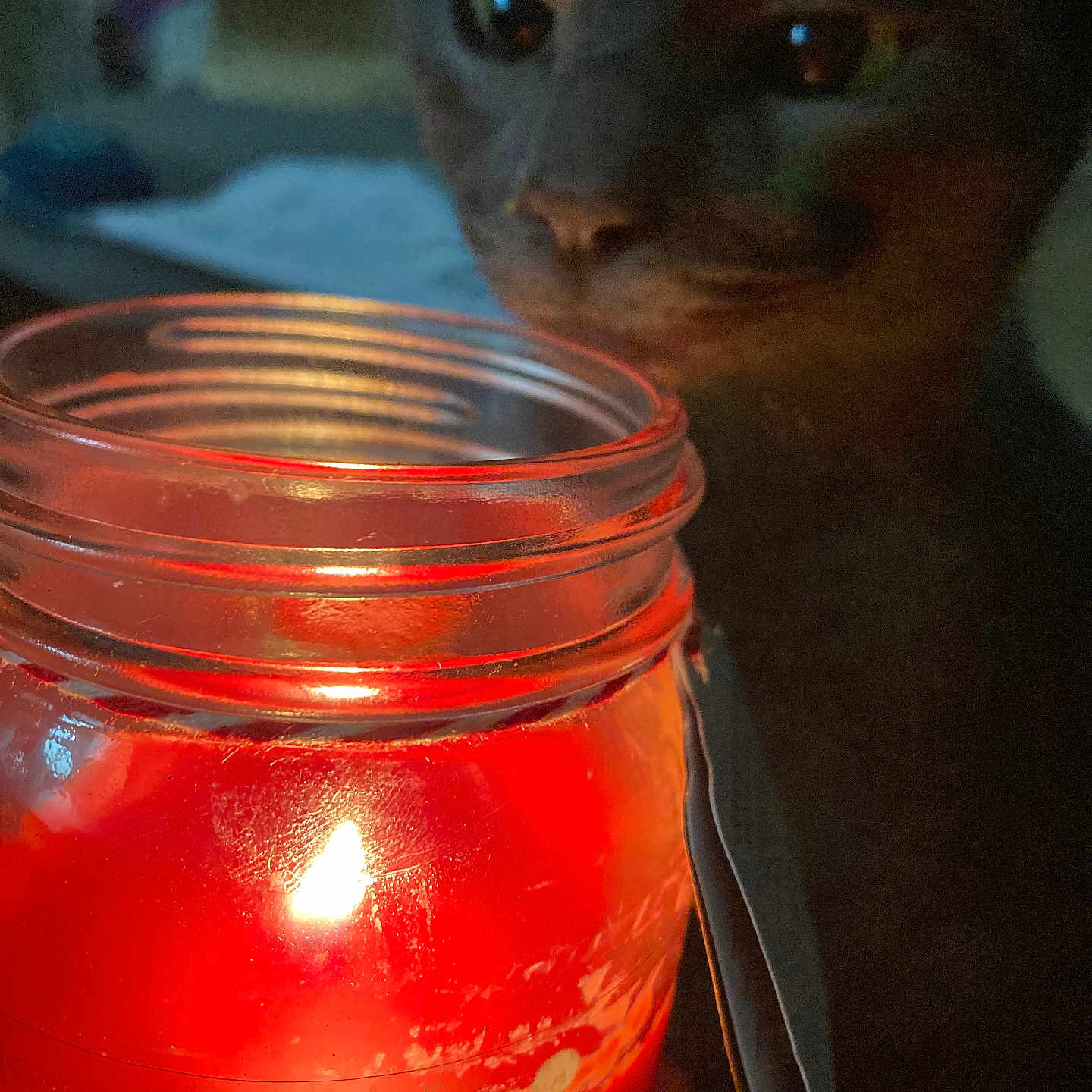 Baby Groote participe au concours pour gagner de l'argent avec cette photo : animal, background, candle, cat, closeup, cozy, curious, dark, decorative, festive, fire, flame, glass, glow, indoor, jar, light, pet, shadow, warm