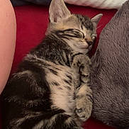 Milkyweh participe au concours pour gagner de l'argent avec cette photo : animal, blanket, cat, closeup, cozy, cute, feline, fur, indoor, kitten, peaceful, pet, pillow, relaxed, resting, sleeping, snuggled, soft, tabby, young