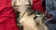 Milkyweh a rejoint le concours — aidez-le/la à gagner de superbes lots ! animal, blue_cloth, cat, comfort, cozy, cute, fur, indoor, kitten, paw, pet, red_blanket, relaxed, resting, sleeping, small, soft, striped_fur, whiskers, young