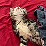animal, blue_cloth, cat, comfort, cozy, cute, fur, indoor, kitten, paw, pet, red_blanket, relaxed, resting, sleeping, small, soft, striped_fur, whiskers, young