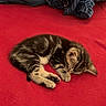 adorable, animal, bed, blanket, cat, comforter, cozy, cute, domestic_cat, fur, indoor, kitten, nap, pet, resting, sleeping, small, striped, tabby, young