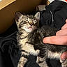 black_fabric, box, cardboard, cat, content, cozy, cute, domestic_animal, fingers, fluffy, fur, hand, indoor, kitten, pet, resting, sleeping, small, tabby, whiskers