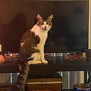 Miles joined the competition — help win amazing prizes! cat, indoor, sitting, tongue_out, tail, furniture, television, shelf, household_items, window_blinds, domestic_animal, pet, fur, tabby, white_paws, curiosity, relaxed, home, lighting, decor
