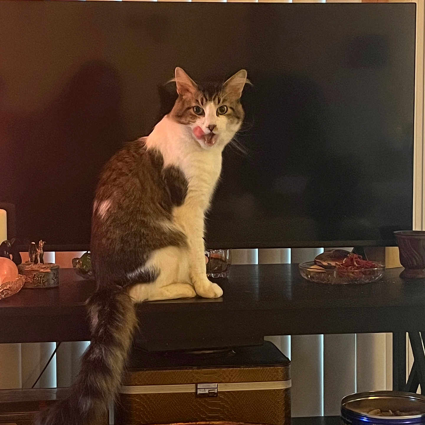 Miles joined the competition — help win amazing prizes! cat, curiosity, decor, domestic_animal, fur, furniture, home, household_items, indoor, lighting, pet, relaxed, shelf, sitting, tabby, tail, television, tongue_out, white_paws, window_blinds