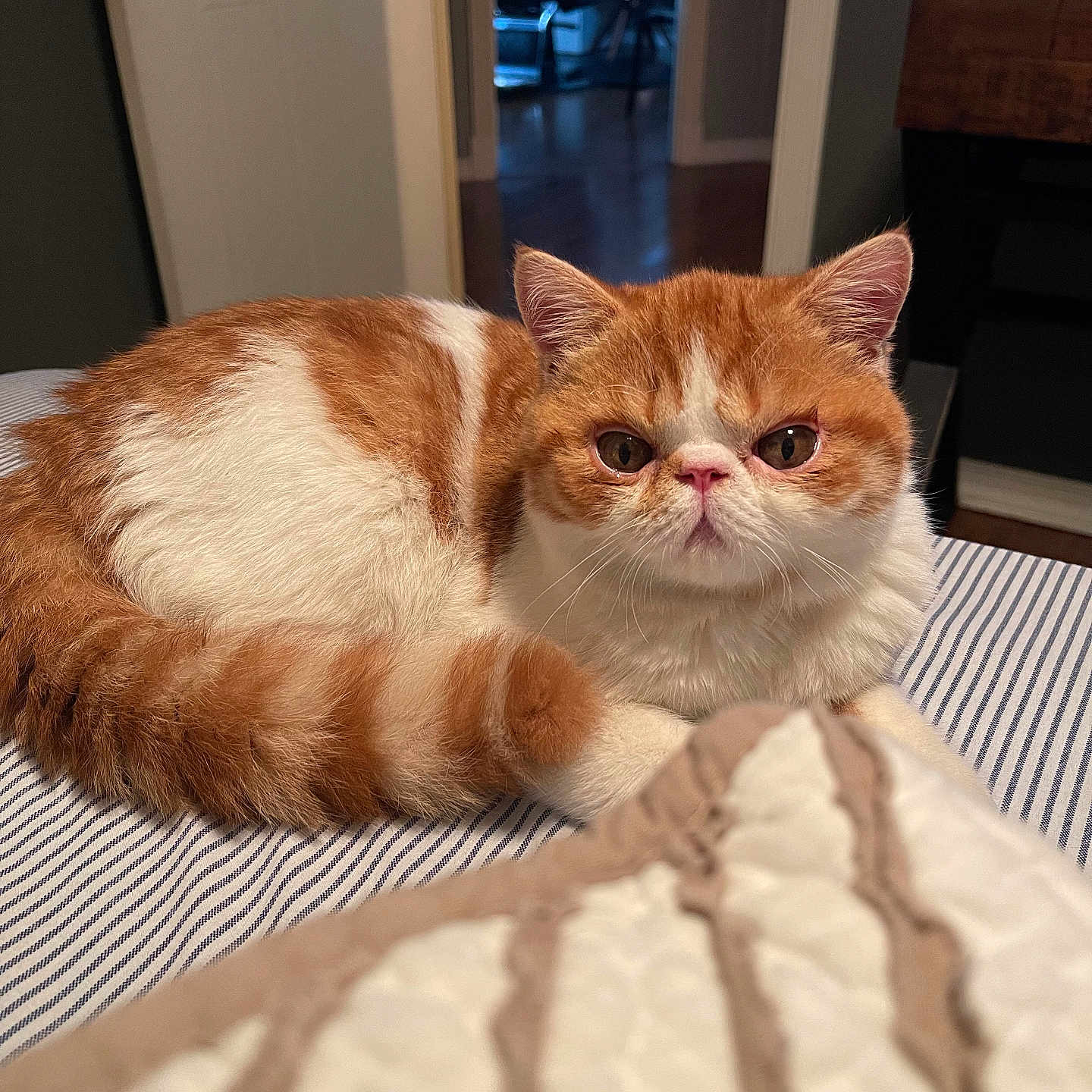 Binx is registered to the contest to win money with this photo: abyssinian, animal, bed, bedroom, cat, computerhardware, electronics, furniture, hardware, hardwood, indoors, interiordesign, kitten, manx, monitor, pet, plywood, room, screen, wood