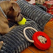 Brooklyn participe au concours pour gagner de l'argent avec cette photo : ball, brown_dog, cheerful, cozy, cushion, dog, floor, holiday_gifts, home_interior, indoor, pet, pet_bed, pet_toy, playful, relaxation, rope_toy, textured_cushion, toy, wooden_floor, wrapped_presents