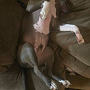 Kingston joined the competition — help win amazing prizes! animal, canine, comfort, couch, cozy, dog, domestic_animal, fur, grey_fur, home, indoor, lying_down, mammal, nap, paw, pet, relaxed, resting, sleeping, white_paw