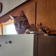 Daisy is registered to the contest to win money with this photo: cat, tabby_cat, pet, animal, feline, blue_eyes, whiskers, ears, paws, striped_fur, curious, alert, sitting, indoors, kitchen, refrigerator, wooden_cabinet, home, portrait, photography