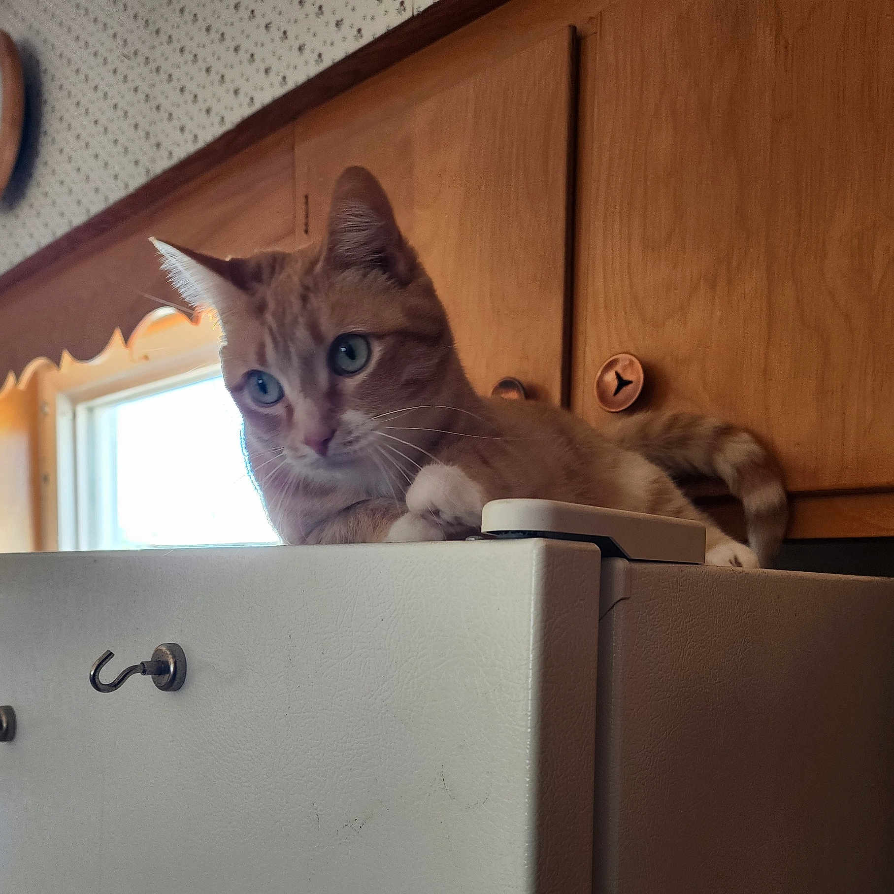 Daisy is registered to the contest to win money with this photo: cat, tabby_cat, pet, animal, feline, blue_eyes, whiskers, ears, paws, striped_fur, curious, alert, sitting, indoors, kitchen, refrigerator, wooden_cabinet, home, portrait, photography