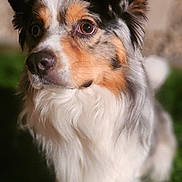 Rocky participe au concours pour gagner de l'argent avec cette photo : alert, animal, australian_shepherd, brown, canine, cute, dog, ears, eyes, fur, grass, looking, mammal, muzzle, nature, outdoor, pet, portrait, snout, white