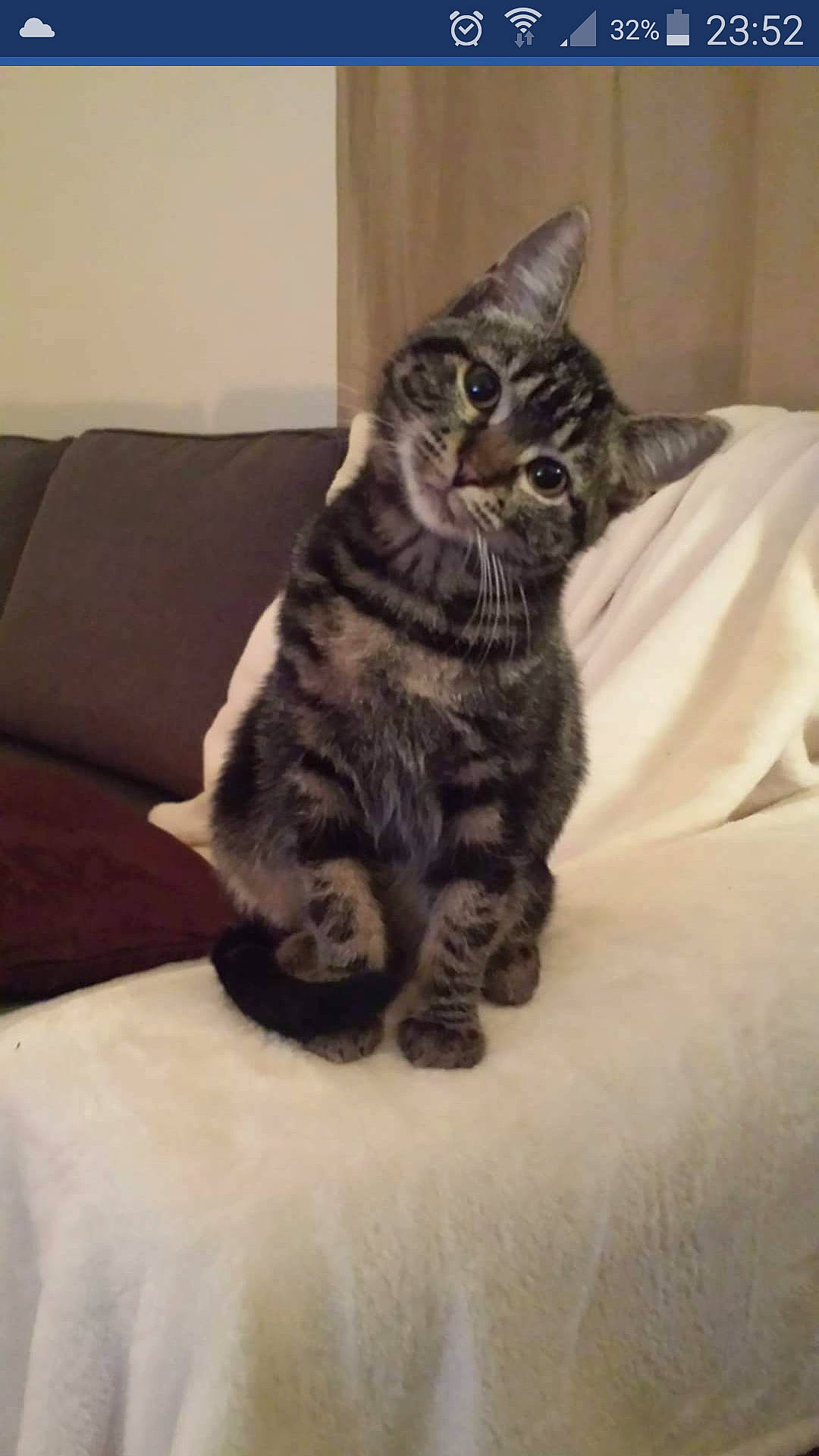 Loli participe au concours pour gagner de l'argent avec cette photo : american_shorthair, asian, california_spangled, carnivore, cat, domestic_short_haired_cat, dragon_li, egyptian_mau, european_shorthair, felidae, fur, german_rex, kitten, maine_coon, mammal, small_to_medium_sized_cats, tabby_cat, tail, vertebrate, whiskers