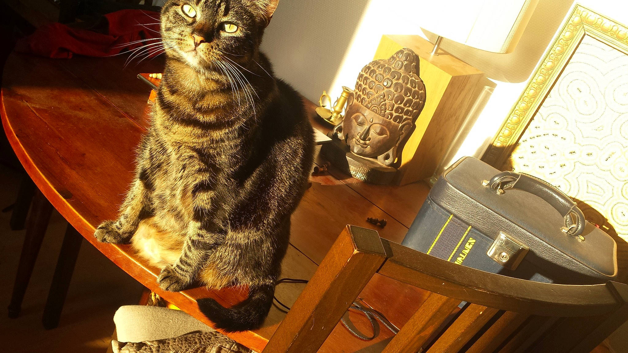 Loli participe au concours pour gagner de l'argent avec cette photo : american_shorthair, asian, california_spangled, carnivore, cat, domestic_short_haired_cat, dragon_li, egyptian_mau, european_shorthair, felidae, fur, ocicat, pixie_bob, room, small_to_medium_sized_cats, tabby_cat, whiskers