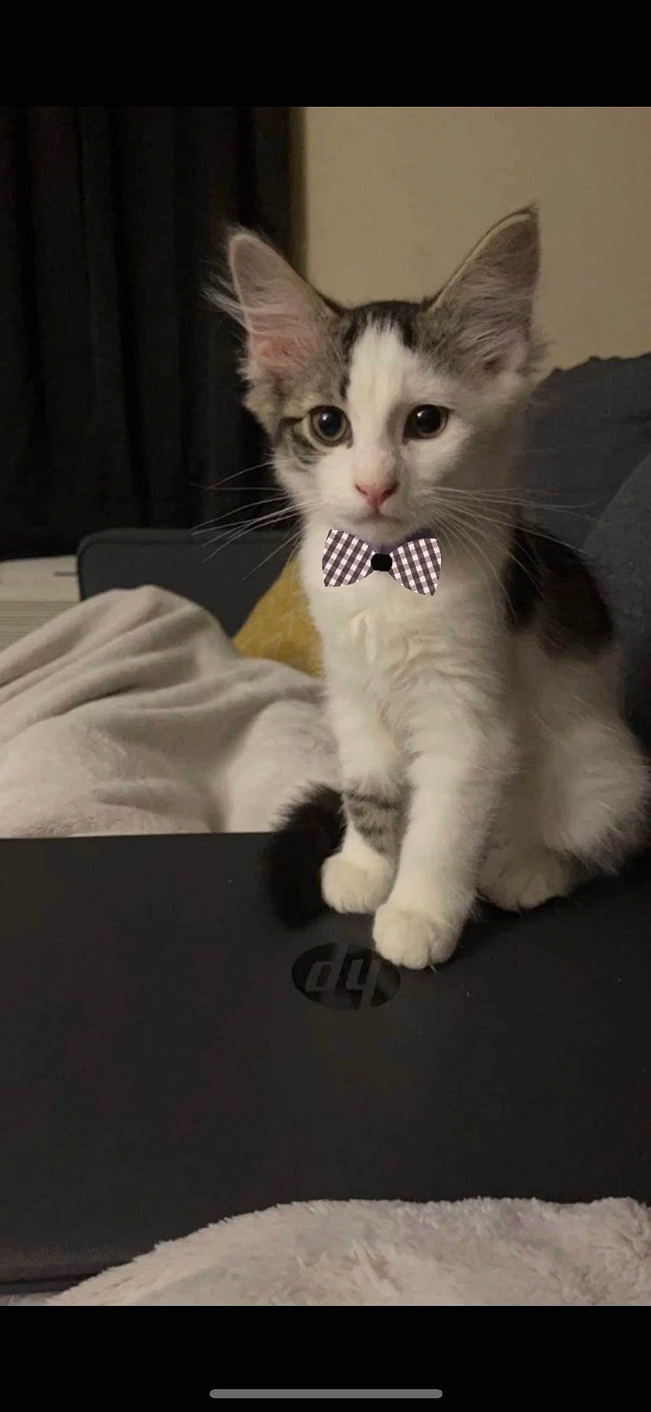 Clover is registered to the contest to win money with this photo: carnivore, cat, claw, comfort, domestic_short_haired_cat, felidae, fur, paw, sitting, small_to_medium_sized_cats, snout, tail, whiskers