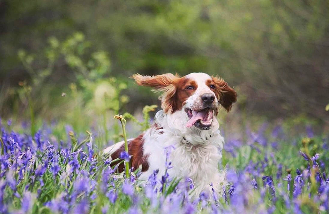 Opie is registered to the contest to win money with this photo: brittany, carnivore, companion_dog, dog, dog_breed, fawn, flower, grass, grassland, gun_dog, happy, herbaceous_plant, liver, people_in_nature, plant, pointing_breed, prairie, snout, spaniel, spring