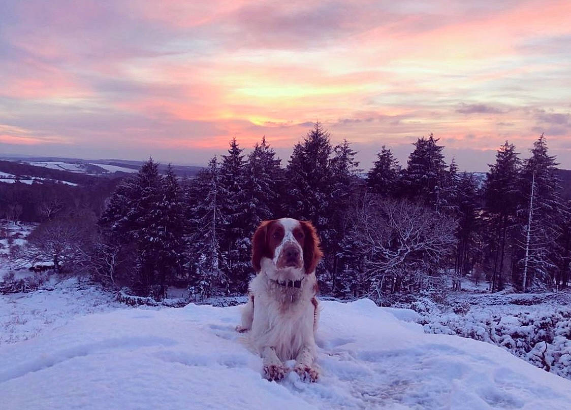 Opie is registered to the contest to win money with this photo: canidae, carnivore, cloud, companion_dog, dog, dog_breed, evening, fawn, freezing, gun_dog, landscape, plant, red_sky_at_morning, sky, snow, sporting_group, sunrise, sunset, tree, winter