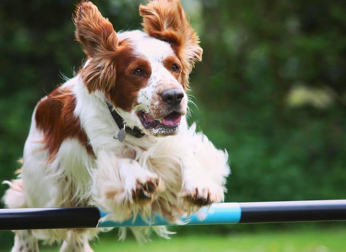 Opie is registered to the contest to win money with this photo: animal_sports, brittany, canidae, carnivore, cavalier_king_charles_spaniel, companion_dog, dog, dog_agility, dog_breed, dog_sports, fun, grass, gun_dog, liver, plant, recreation, snout, spaniel, sporting_group, working_dog