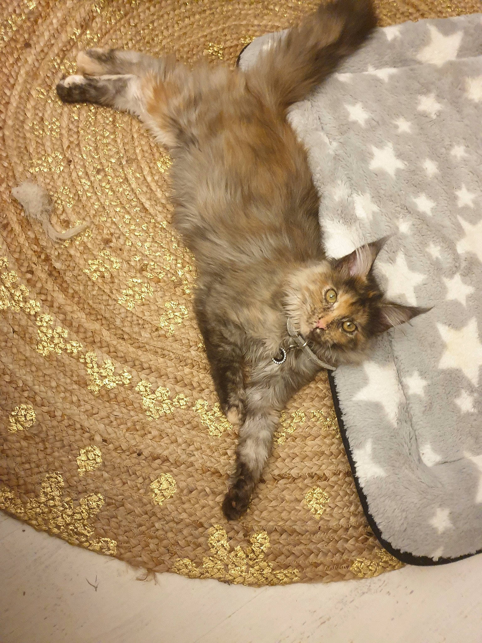 Pin Up a rejoint le concours — aidez-le/la à gagner de superbes lots ! carnivore, cat, claw, domestic_short_haired_cat, dragon_li, european_shorthair, fawn, felidae, fur, german_rex, kitten, oriental_longhair, small_to_medium_sized_cats, tabby_cat, tail, whiskers