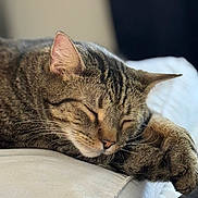 Rain is registered to the contest to win money with this photo: cat, tabby, sleeping, relaxed, closeup, feline, whiskers, paw, fur, indoor, soft, resting, cute, animal, pet, cozy, peaceful, face, ears, napping