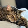 cat, tabby, sleeping, relaxed, closeup, feline, whiskers, paw, fur, indoor, soft, resting, cute, animal, pet, cozy, peaceful, face, ears, napping
