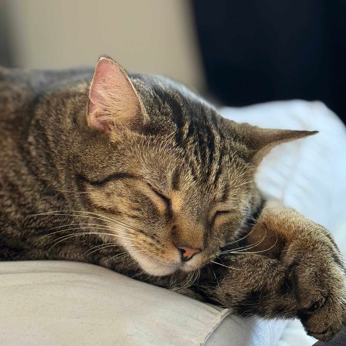 Rain is registered to the contest to win money with this photo: animal, cat, closeup, cozy, cute, ears, face, feline, fur, indoor, napping, paw, peaceful, pet, relaxed, resting, sleeping, soft, tabby, whiskers