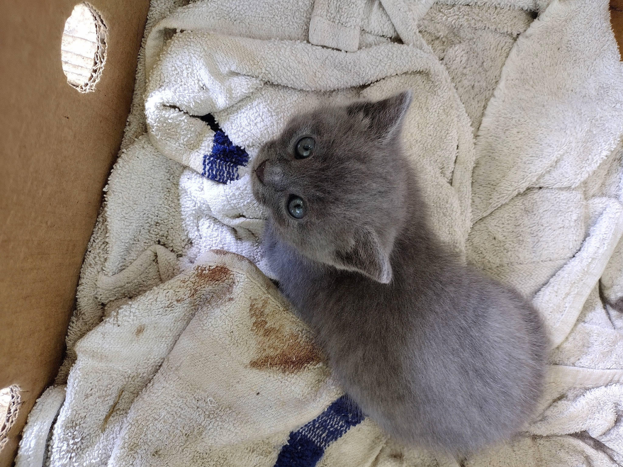 Uno is registered to the contest to win money with this photo: blanket, carnivore, cat, comfort, domestic_short_haired_cat, fawn, felidae, fur, grey, linens, pattern, russian_blue, sleeve, small_to_medium_sized_cats, tail, whiskers