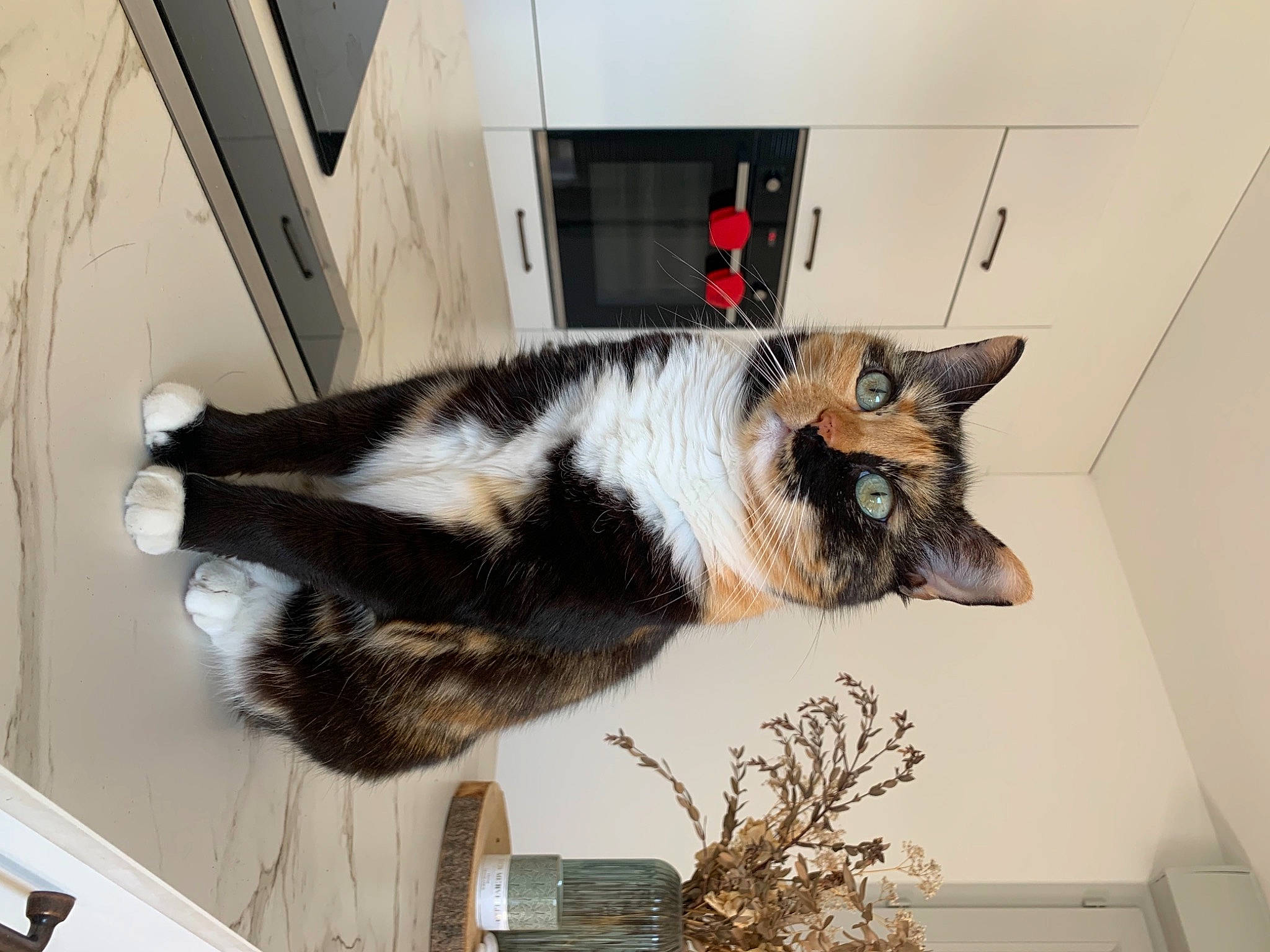 Gipsy a rejoint le concours — aidez-le/la à gagner de superbes lots ! canidae, carnivore, cat, claw, dog_breed, domestic_short_haired_cat, felidae, flooring, flowerpot, fur, houseplant, plant, room, small_to_medium_sized_cats, snout, sporting_group, tail, tree, whiskers, window