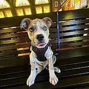 Diesel joined the competition — help win amazing prizes! animal, bench, blue_eyes, curious, cute, dog, fur, harness, indoor, leash, pet, portrait, puppy, shirt, sitting, stained_glass, tongue_out, windows, wooden_bench, young_dog