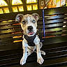 animal, bench, blue_eyes, curious, cute, dog, fur, harness, indoor, leash, pet, portrait, puppy, shirt, sitting, stained_glass, tongue_out, windows, wooden_bench, young_dog