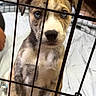 Diesel is registered to the contest to win money with this photo: puppy, dog, cage, bars, blue_eyes, fur, pet, animal, indoors, curious, young, cute, canine, close_up, portrait, looking, adorable, waiting, soft, expression
