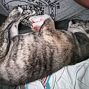Diesel is registered to the contest to win money with this photo: dog, puppy, sleeping, brindle, paw, pink_paw, fur, bed, blanket, person, shirt, gray_shirt, text_on_shirt, indoor, cozy, resting, close_up, cuddle, soft_light, animal