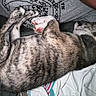 dog, puppy, sleeping, brindle, paw, pink_paw, fur, bed, blanket, person, shirt, gray_shirt, text_on_shirt, indoor, cozy, resting, close_up, cuddle, soft_light, animal