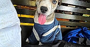 Diesel is registered to the contest to win money with this photo: puppy, dog, bench, clothing, blue_shirt, tongue_out, curious, indoor, fabric, patterned_fabric, brown_and_white, pet, cute, small_dog, wooden_bench, sitting, playful, animal, young_dog, friendly