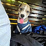 puppy, dog, bench, clothing, blue_shirt, tongue_out, curious, indoor, fabric, patterned_fabric, brown_and_white, pet, cute, small_dog, wooden_bench, sitting, playful, animal, young_dog, friendly