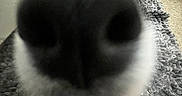 Diesel is registered to the contest to win money with this photo: animal, cabinet, canine, carpet, close_up, curious, dog, ears, eyes, floor, fur, grey, home, indoor, investigation, nose, pet, portrait, snout, texture