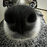 animal, cabinet, canine, carpet, close_up, curious, dog, ears, eyes, floor, fur, grey, home, indoor, investigation, nose, pet, portrait, snout, texture