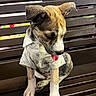Diesel is registered to the contest to win money with this photo: adorable, animal, bench, brown, cute, dog, domestic_animal, ears, fur, looking_down, patterned_clothing, paws, pet, puppy, shirt, sitting, tongue_out, white, wood, young