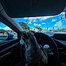 Diesel joined the competition — help win amazing prizes! blue_sky, car_interior, clouds, daytime, dog, dog_paw, harness, human_hand, leash, reflection, road, seat, side_mirror, steering_wheel, street, traffic_light, trees, urban, vehicle_dashboard, window