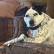 Mia Mae joined the competition — help win amazing prizes! dog, spotted_dog, black_ear, couch, patterned_fabric, indoor, brick_wall, pillow, pet, relaxed, collar, tag, furniture, canine, home, resting, looking_at_camera, animal, domestic, cozy