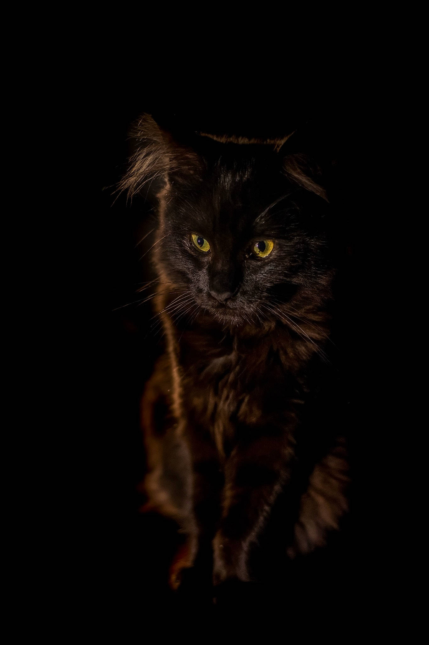 Roxane a rejoint le concours — aidez-le/la à gagner de superbes lots ! art, carnivore, cat, darkness, domestic_short_haired_cat, electric_blue, event, felidae, fur, grass, grey, macro_photography, midnight, night, small_to_medium_sized_cats, tail, terrestrial_animal, whiskers, wildlife