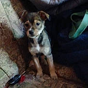 Gypsy is registered to the contest to win money with this photo: puppy, dog, couch, fabric, indoor, small_dog, curious, pet, seat, domestic_animal, furniture, brown, black, ears, eyes, snout, young, animal, companion, cozy