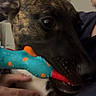 Capone joined the competition — help win amazing prizes! alert, animal, arm, background_blur, blue_toy, brindle, casual_clothing, close_up, dog, face, fur, hand, holding, indoor, mouth, orange_spots, person, pet, playing, toy